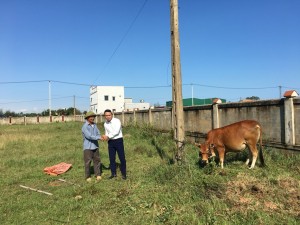 Trường TH & THCS Victoria Thăng Long tặng bò giống sinh sản, hỗ trợ vốn sản xuất cho nạn nhân chất độc da cam tỉnh Quảng Trị và Quảng Bình